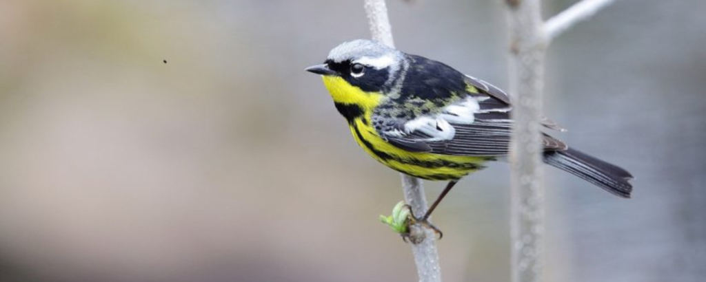 Magnolia Warbler