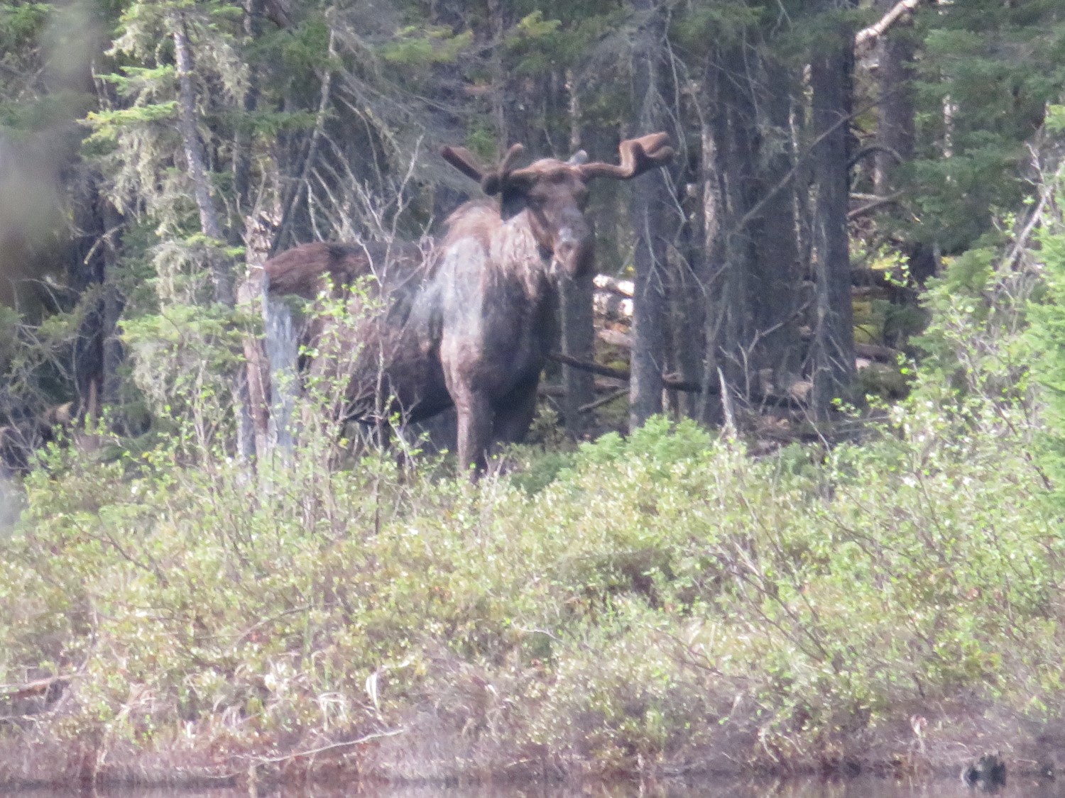 A moose standing at the waters edge in a forested area with tall grass.