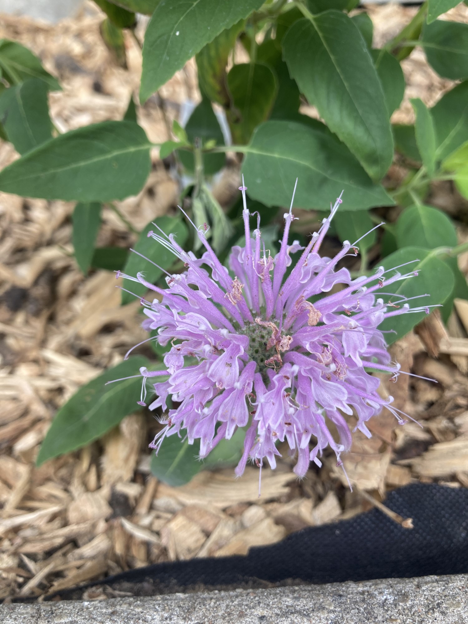 A wild bergamot flower, which has light purple petals and dark green leaves.