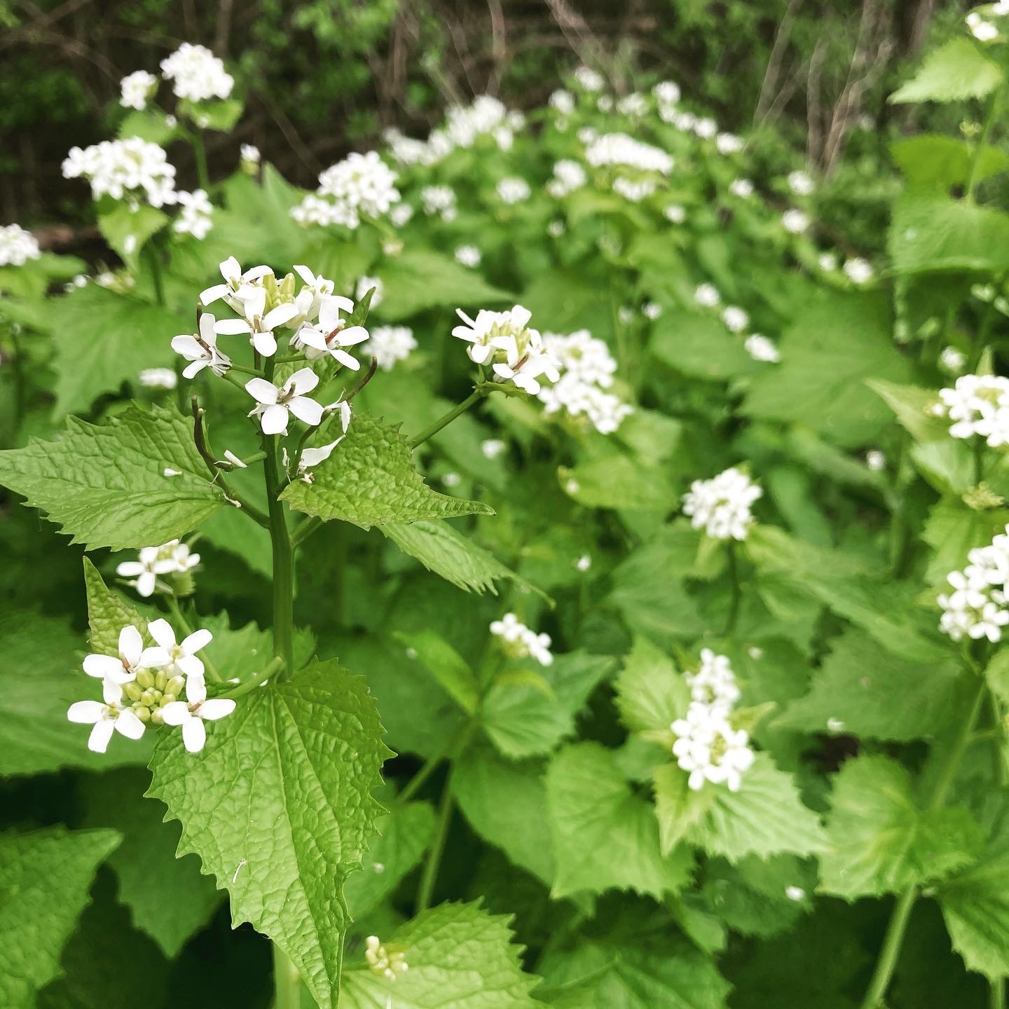 Garlic Mustard