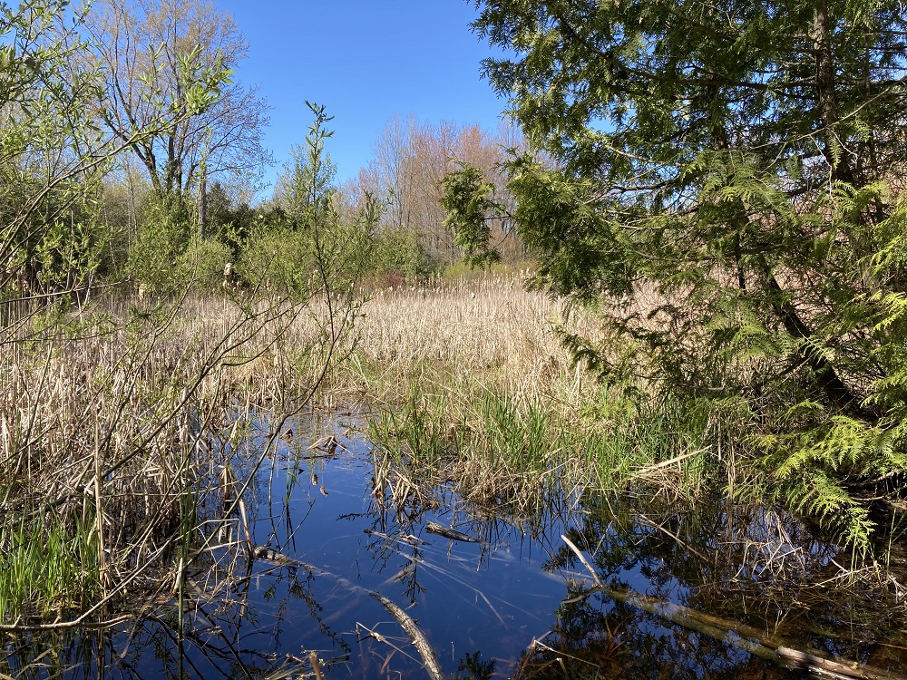 wetland