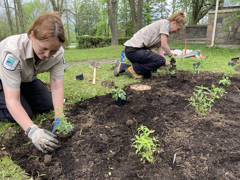 staff planting garden