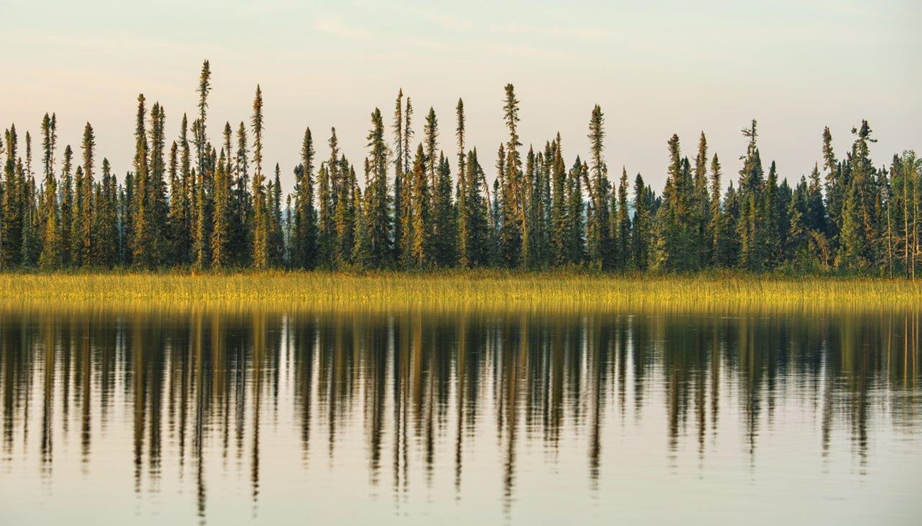 Trees reflecting in the water