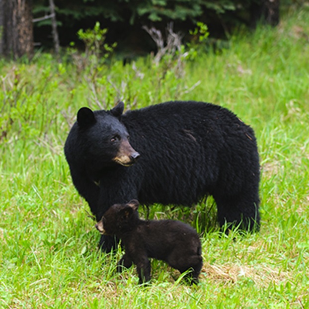 bear and cub