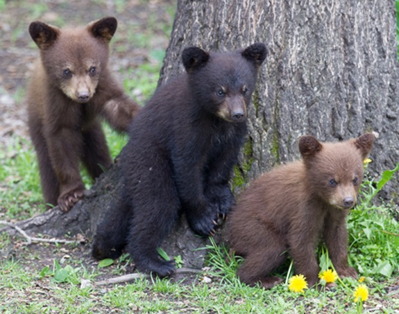 bear cubs