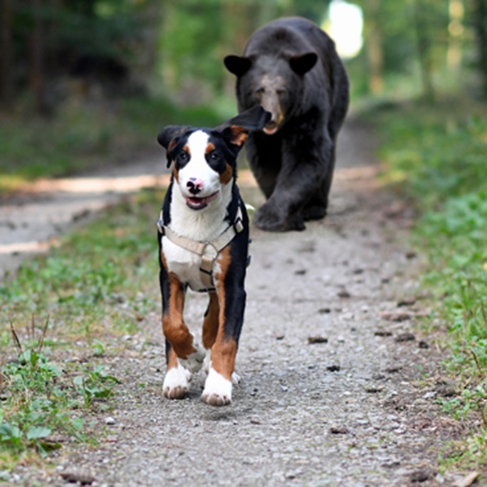 bear chasing dog