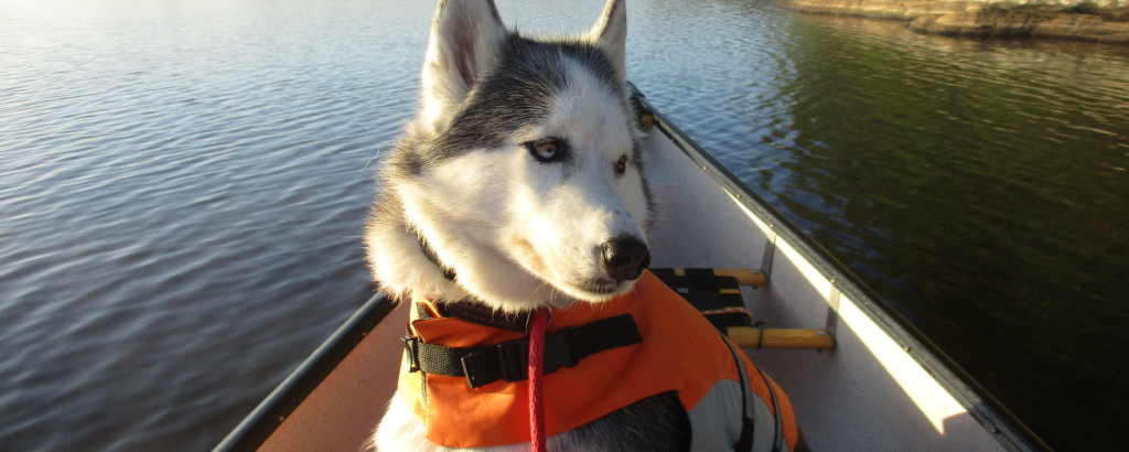 Dog in a canoe on a lake