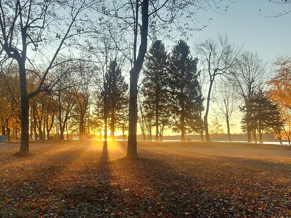 sun shining through trees