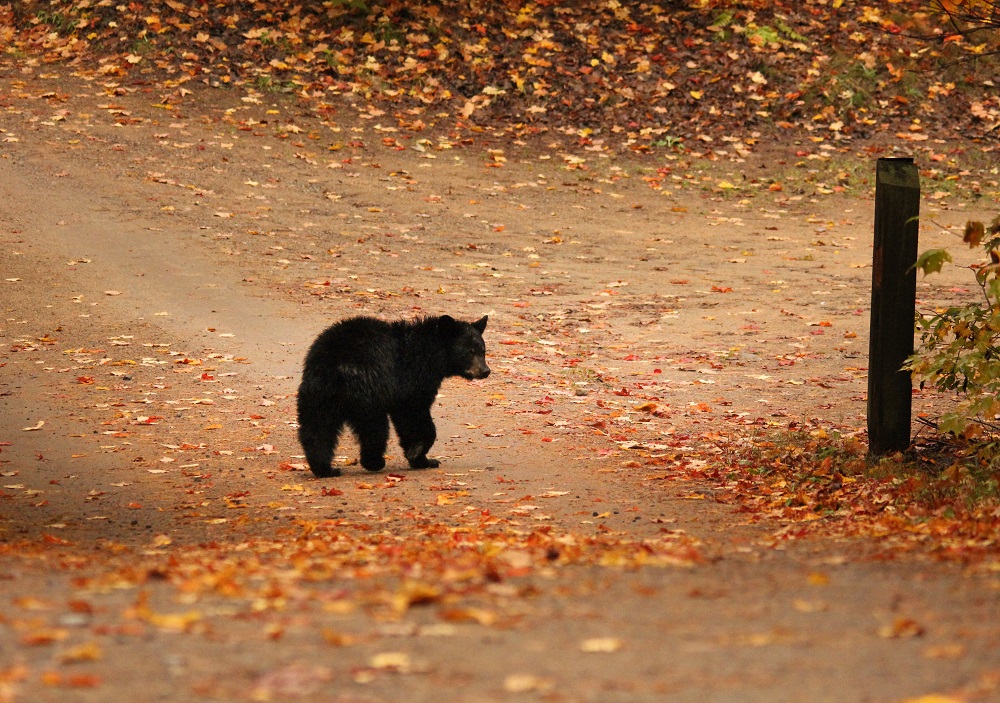 bear in campground