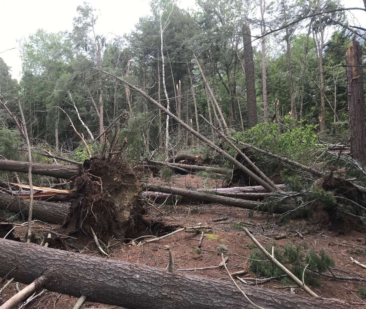 Fallen trees laying on the forest floor with their roots exposed.