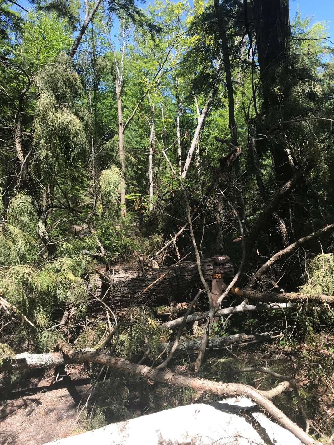 Fallen trees covering a road in a provincial park, surrounded by trees that are still standing.