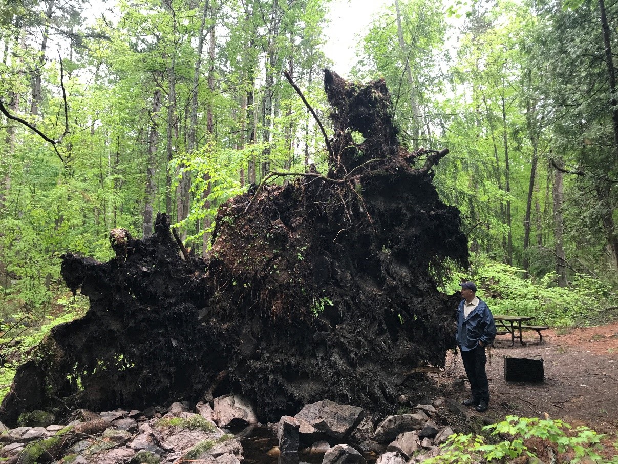 A person standing next to a gigantic underside of a felled tree. The root system of the tree, now visible, is more than twice as tall as the person.