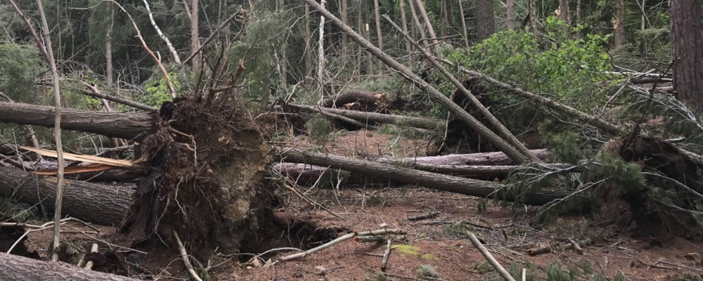 Trees knocked down by a storm