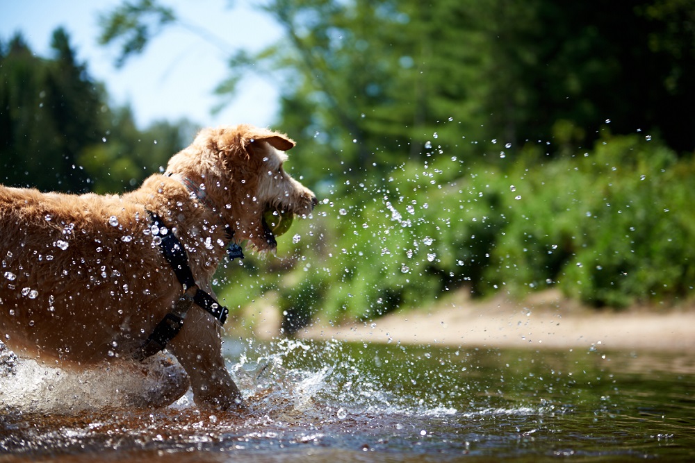 dog playing in water