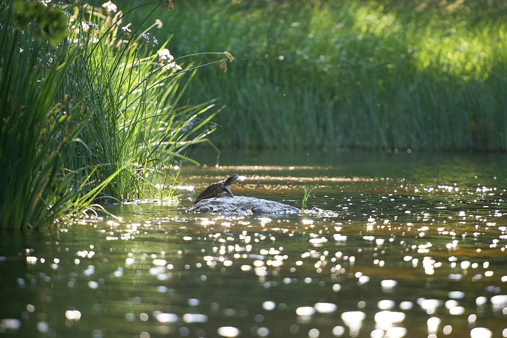 turtle on rock in water