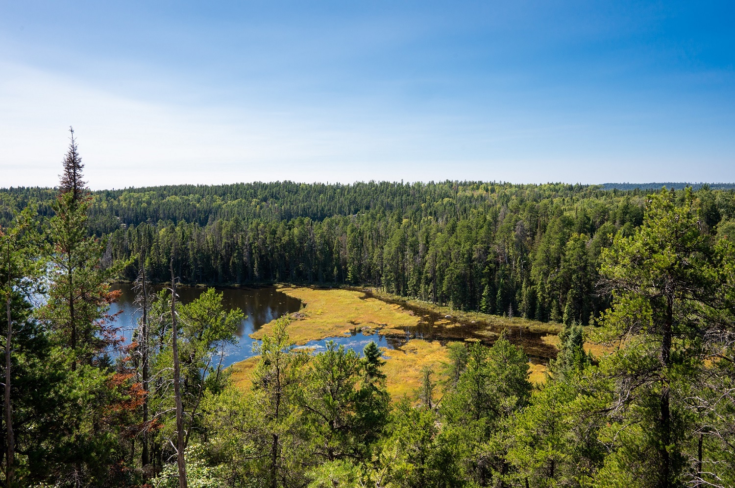 aerial view over a marsh and forest