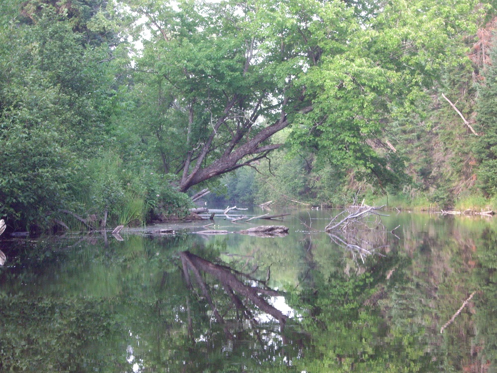 view of tree reflecting in water