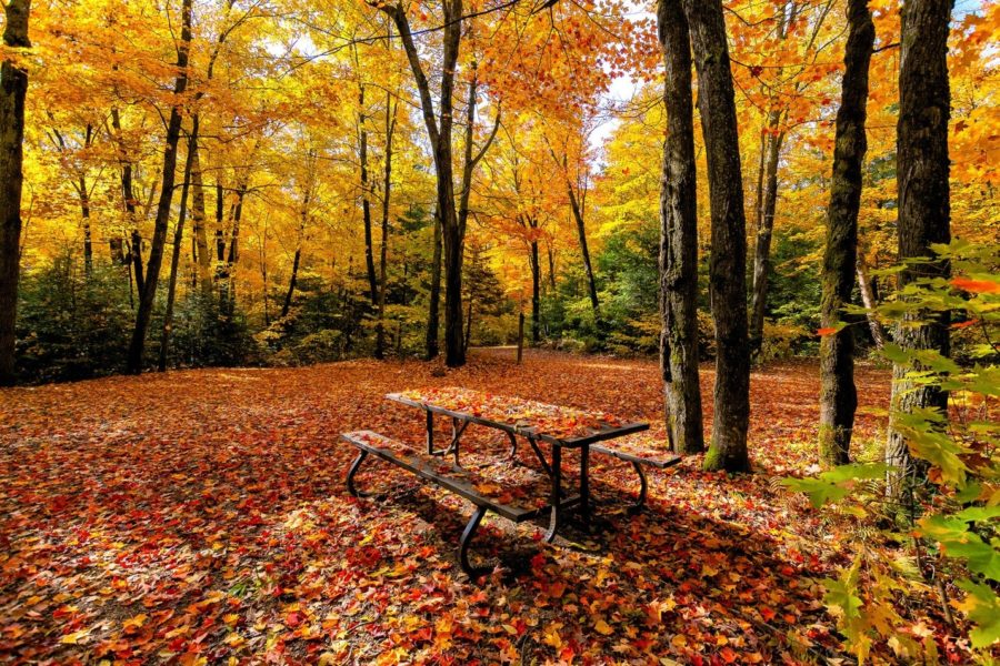 campsite covered in fall leaves