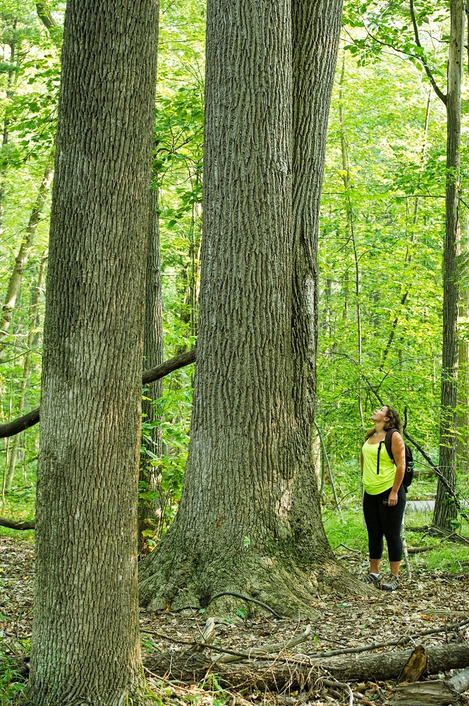 person looking up at tree