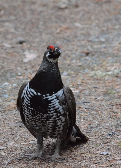 Spruce Grouse