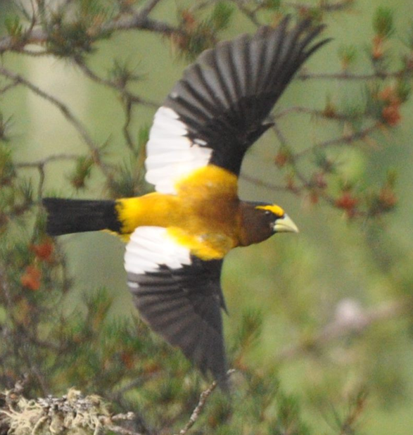 Evening Grosbeak