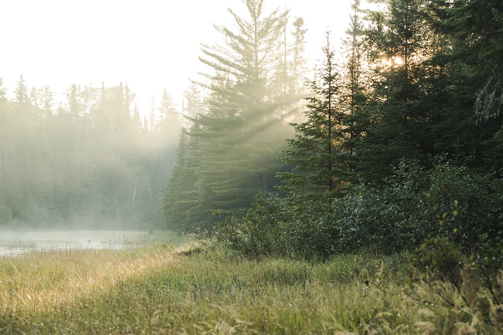 sun shining through trees