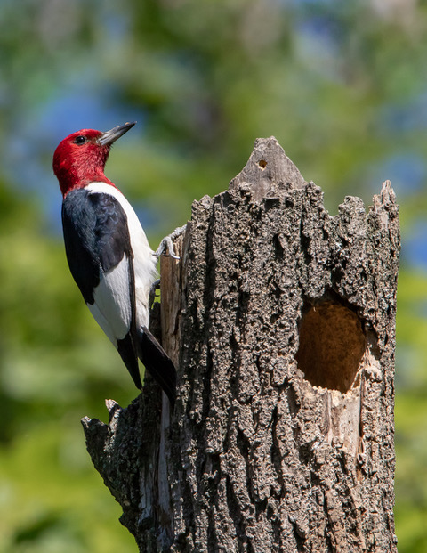 Red-headed Woodpecker