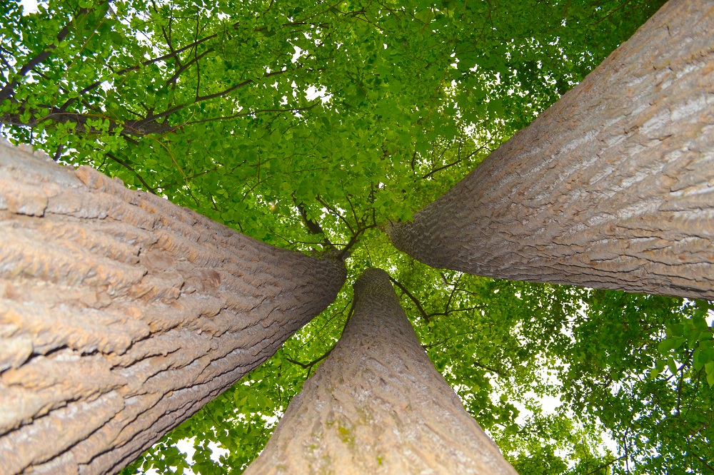 tulip trees