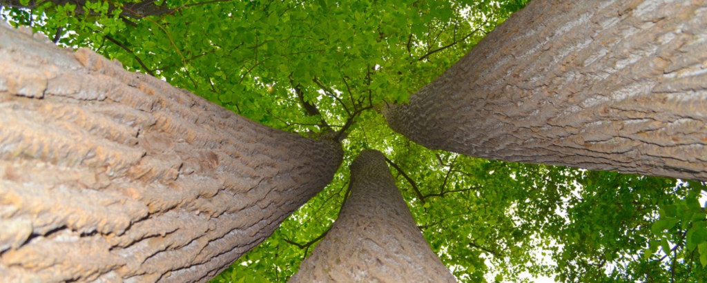 tulip trees