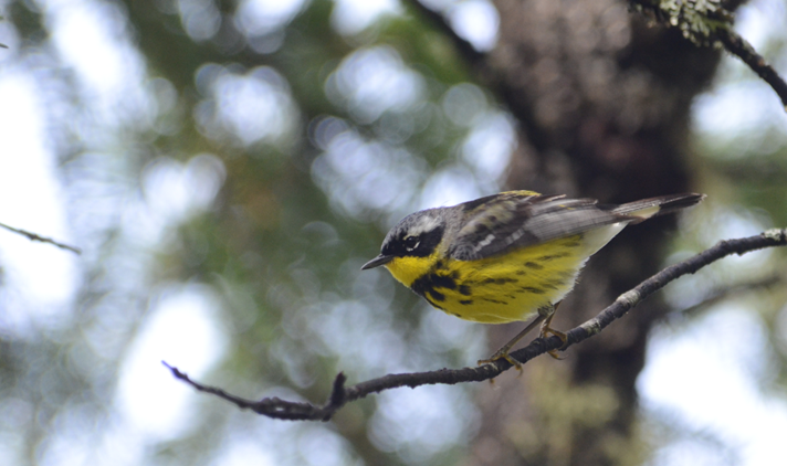 Magnolia Warbler