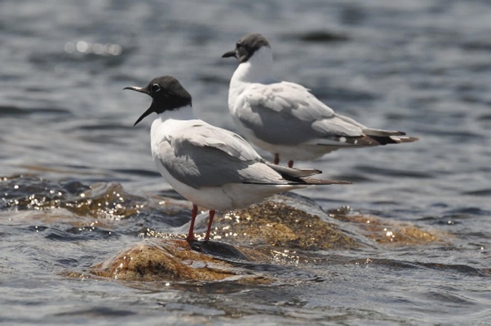 Bonaparte’s Gull