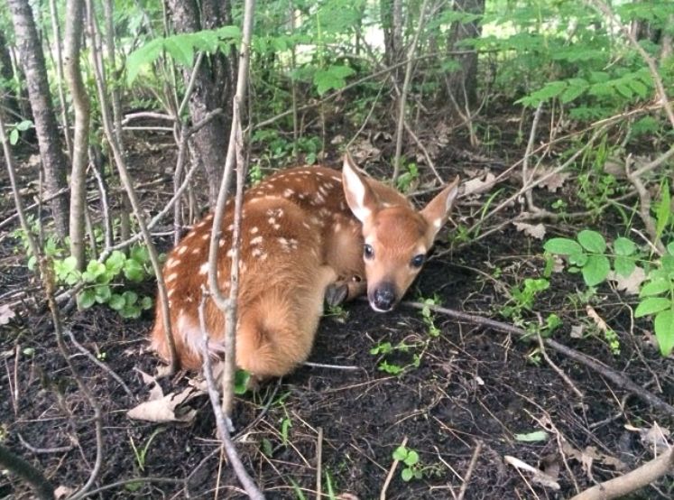 fawn