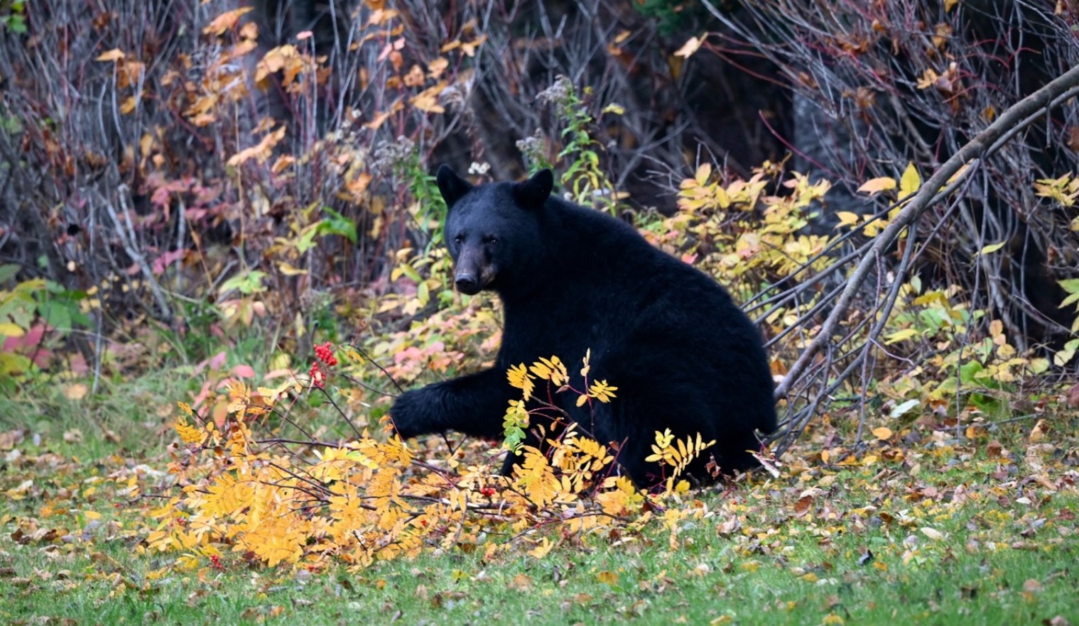 Bear eating