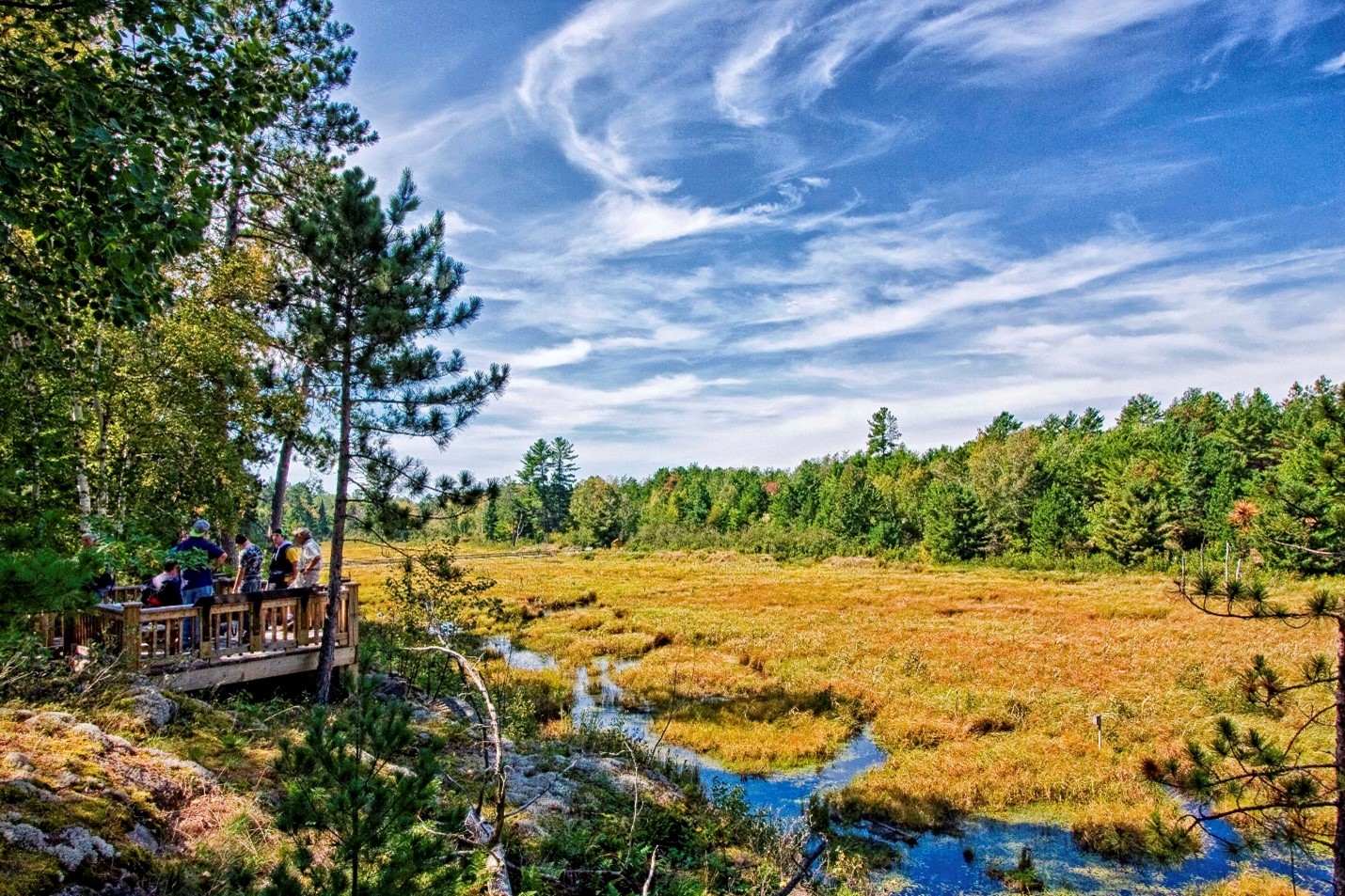 marsh with yellow grass