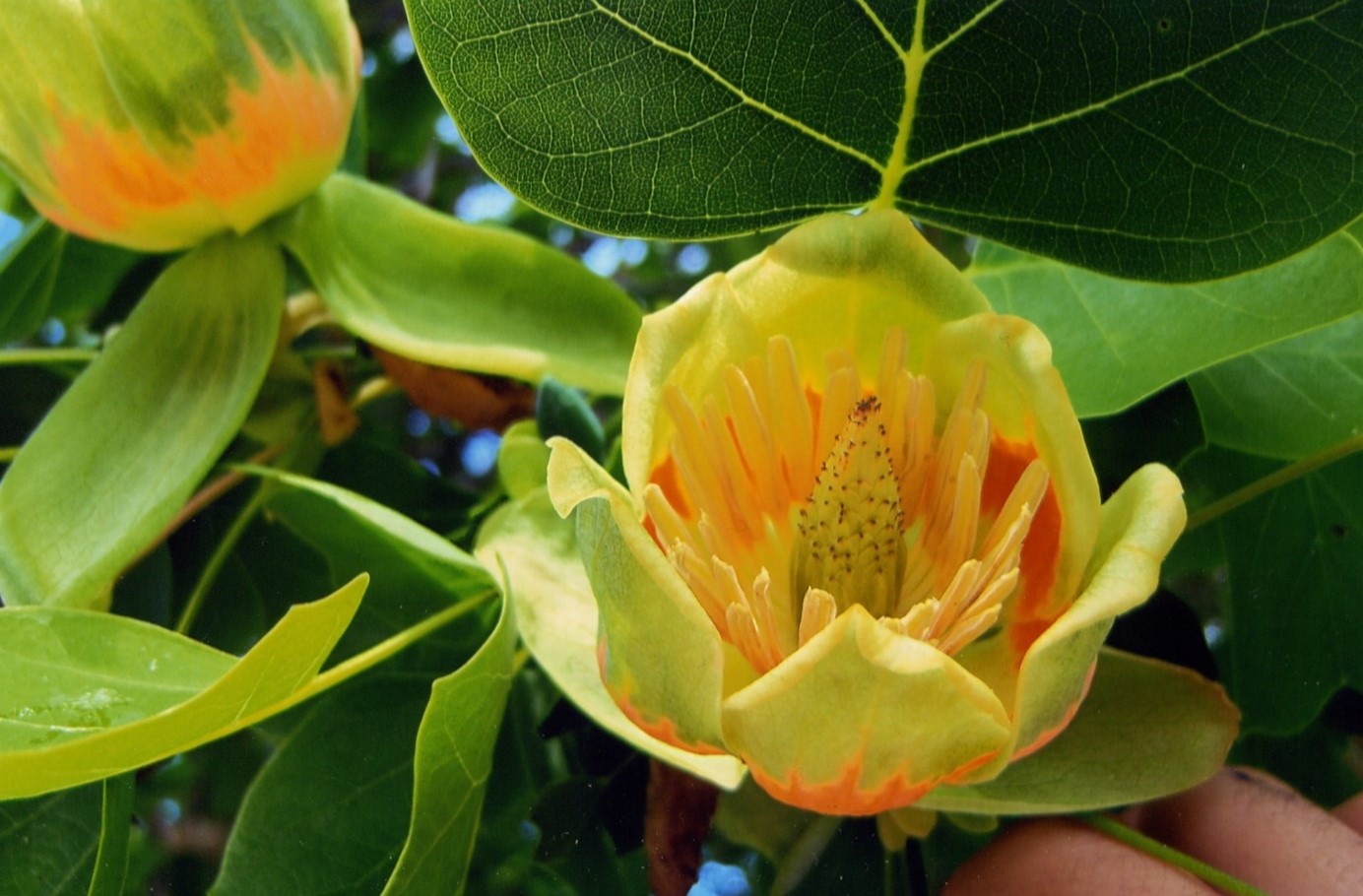 tulip tree flower