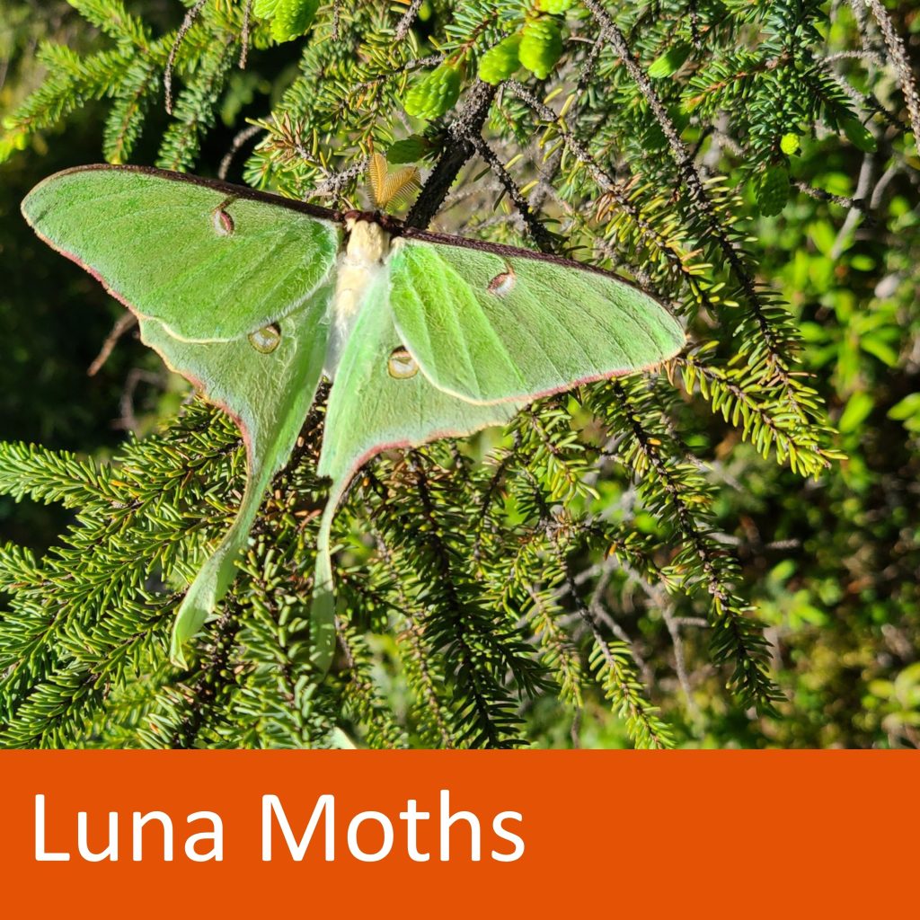 green moth on evergreen branch. text: Luna Moths