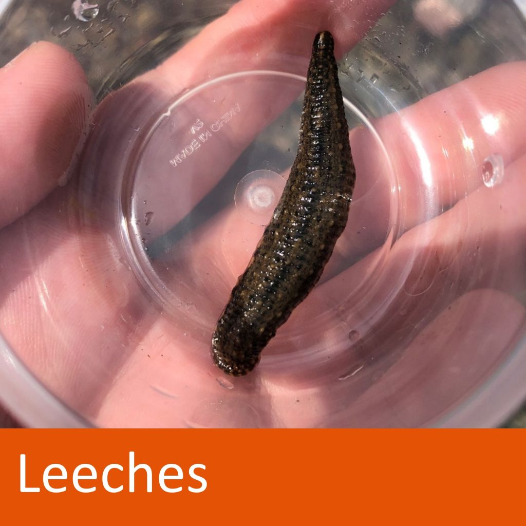 leech in cup. text: leeches