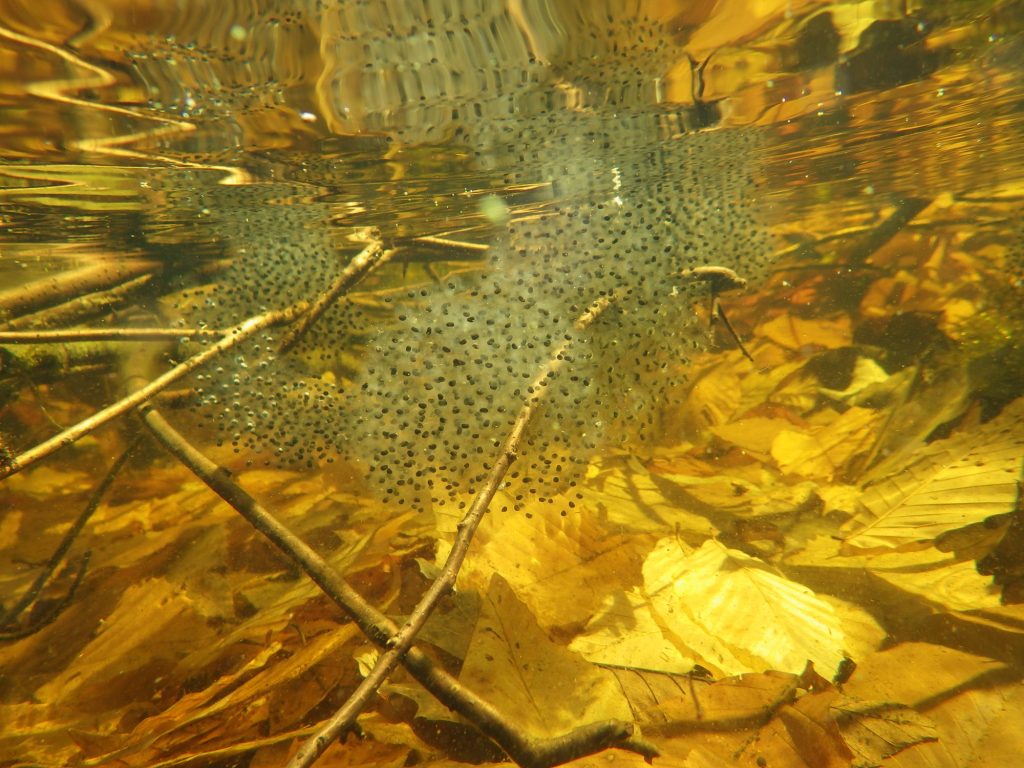 frog egg mass