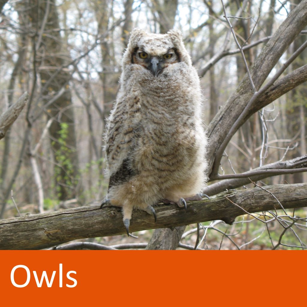 owl perched on branch. text: owls