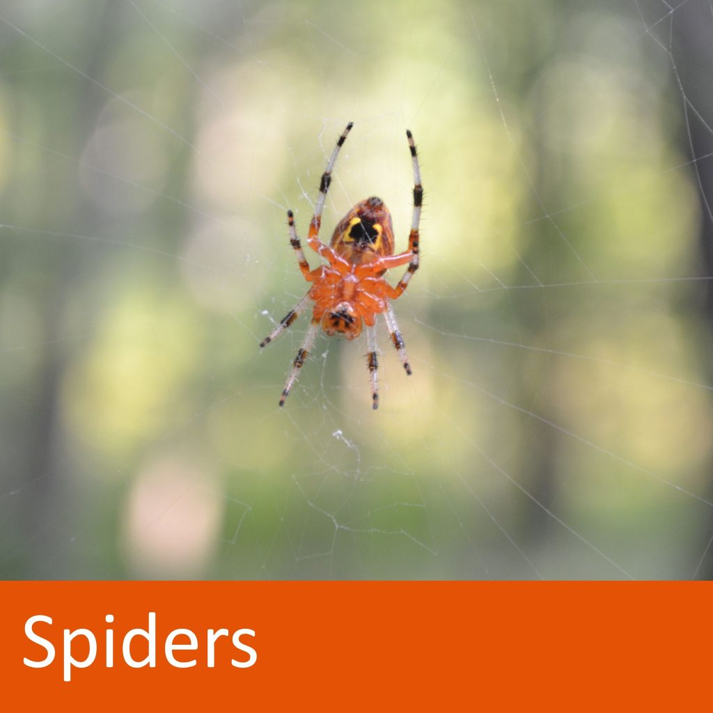 orange and black spider. Text: Spiders