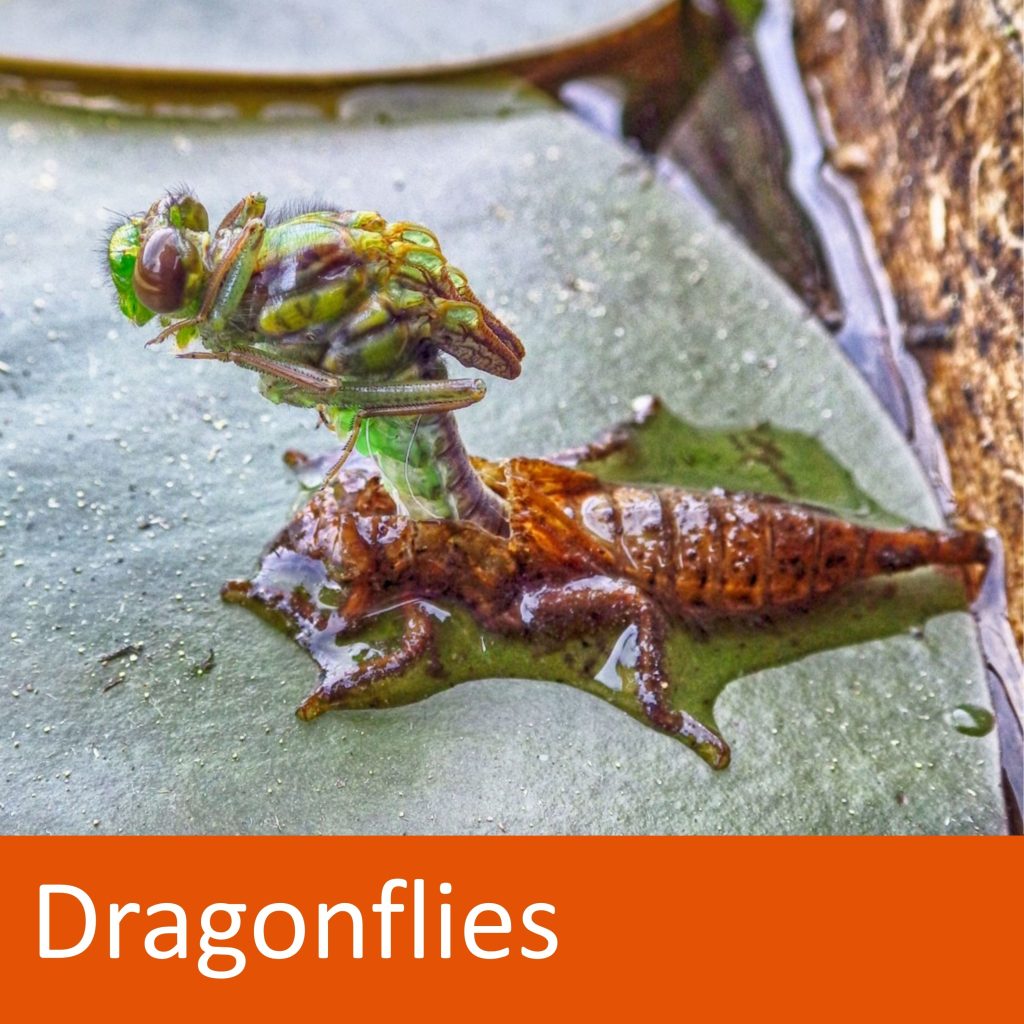 dragonfly moulting. text: dragonflies