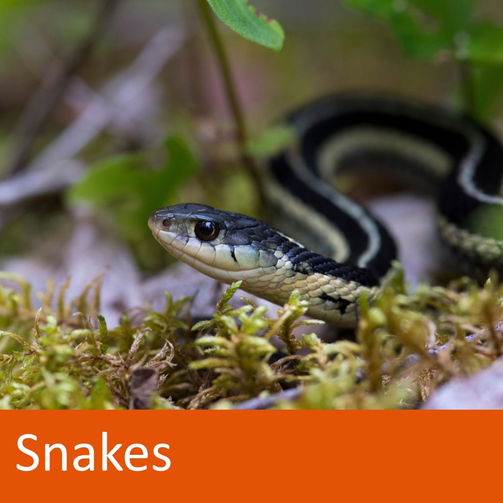 snake on forest floor. text: snakes