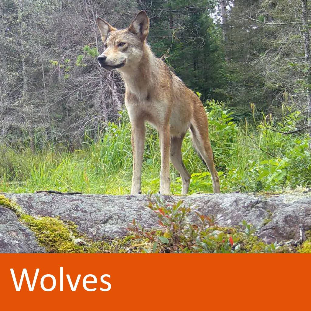 wolf standing in forest. Text: wolves