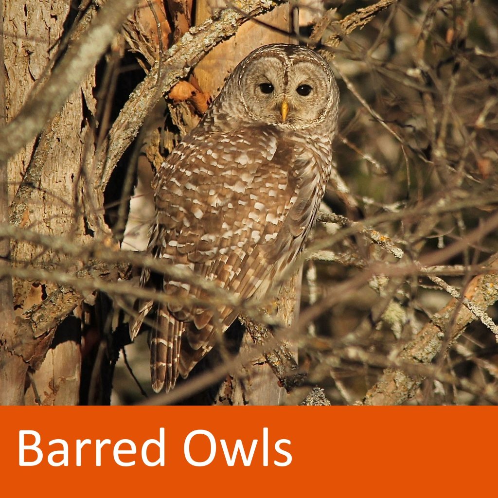Owl perched on branch. Text: Barred Owls