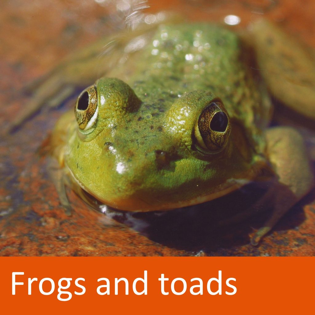 frog in water. Text: Frogs and toads