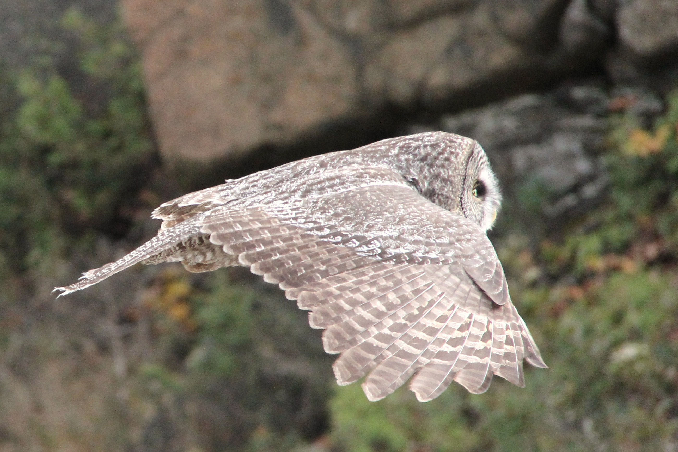 owl in flight