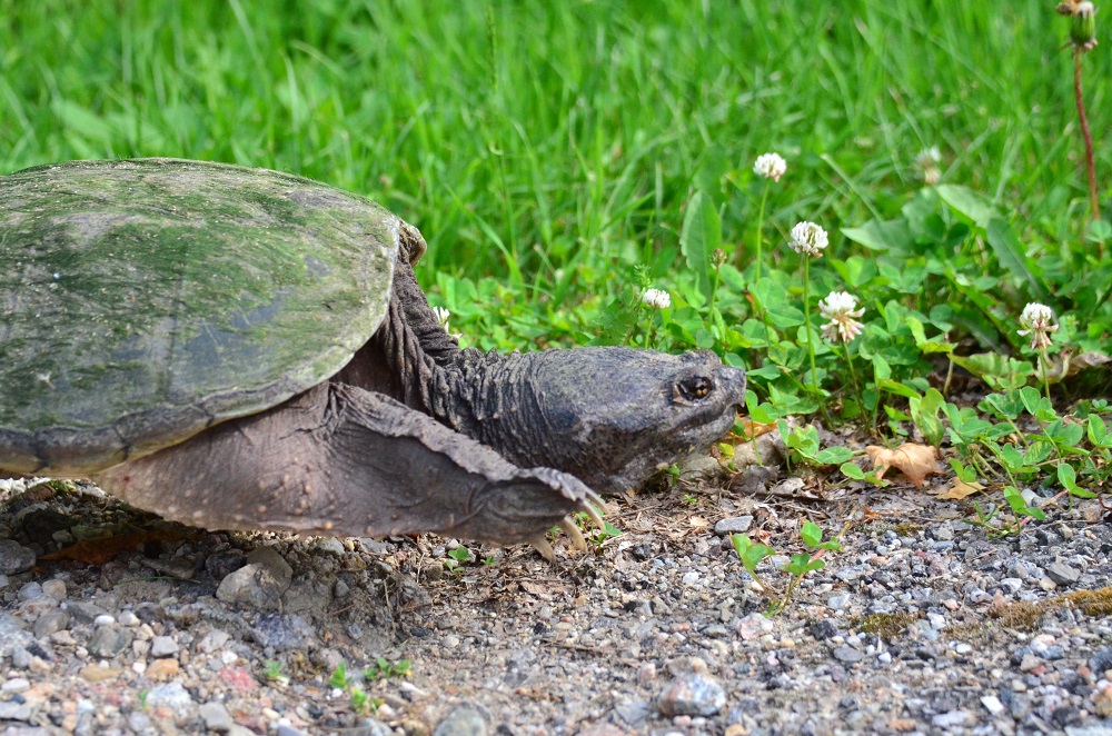 snapping turtle on gravel