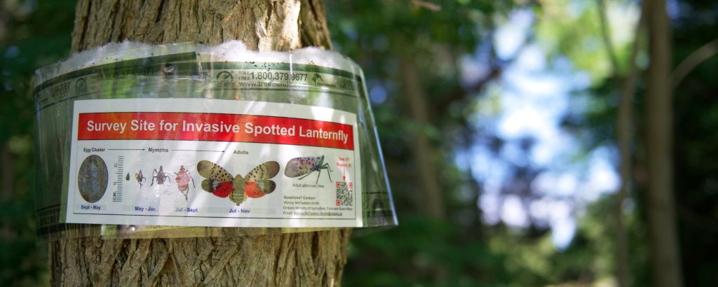 sign for survey site for Spotted Lanternfly in plastic casing on trunk 