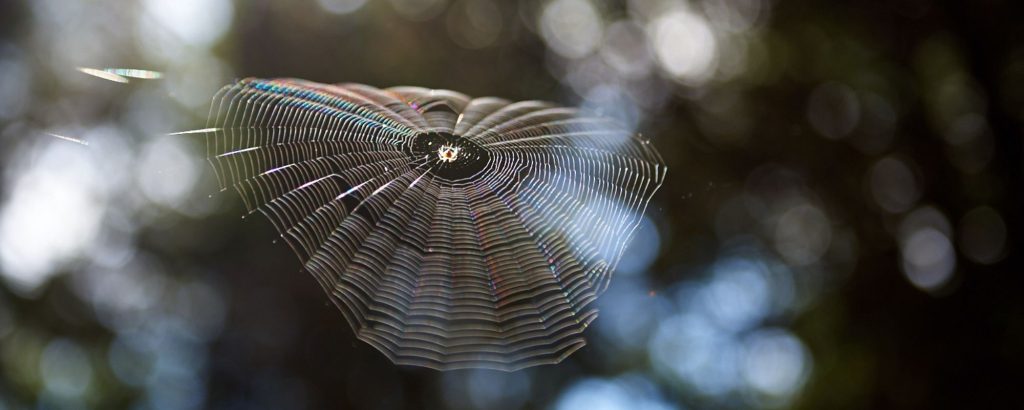 spider web