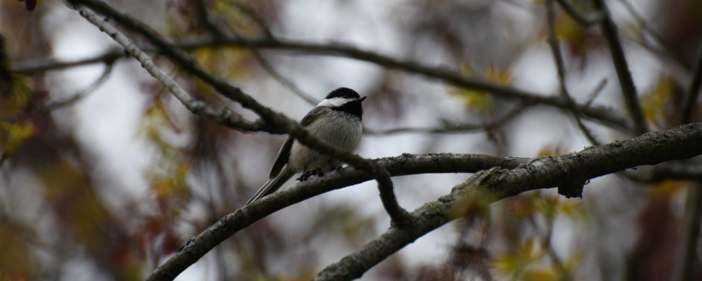 Yellow Rumped Warbler
